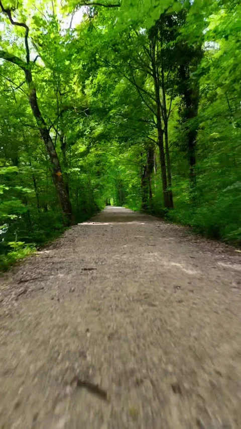 Backward forest Stockbeeldmateriaal 319361239