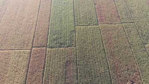 Backward move of view of aerial paddy field landscape Stock Footage 158466211