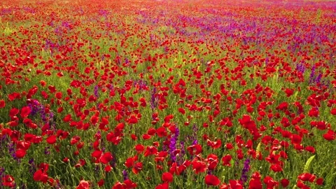 Backward movement through field of wild red poppies Stock Footage 229485472