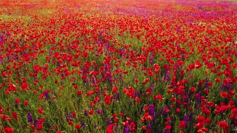 Backward movement through field of wild red poppies Stock Footage 229485482