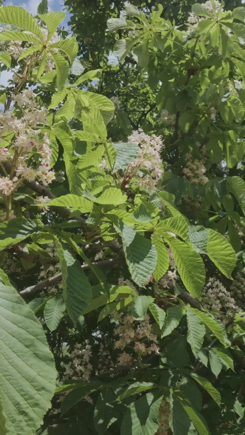 Backward moves between branches covered with inflorescences with white flowers Stock Footage 327975006