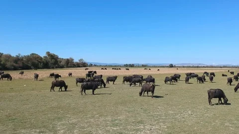 Backward moving aerial view over buffalos grazing on a grass plain Stock Footage 117068238