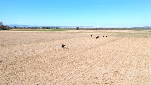 Backward moving aerial view over buffalos grazing on an agricultural area Stock Footage 117068334