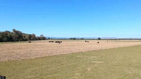 Backward moving aerial view over buffalos grazing on a grass plain Stock Footage 117068484