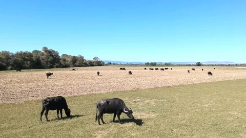 Backward moving aerial view over buffalos grazing on a grass plain Stock Footage 117068581