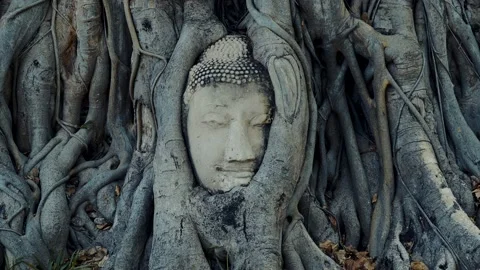 Backward shot of the Head of Buddha in the roots of a tree - Ayutthaya, Thailand Stock Footage 176158096