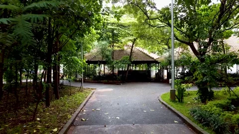 Backward shot of Trees and Road Stock Footage 252057497