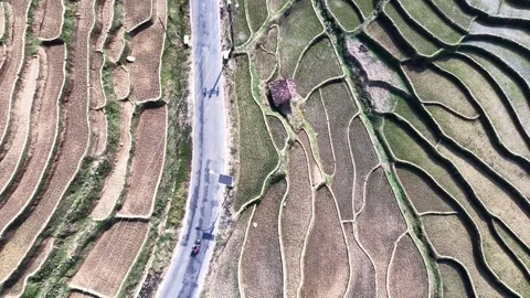 Backward Top-Down Drone View Of A Curved Road Through Geometric Terraced Fie Stock Footage 346809042