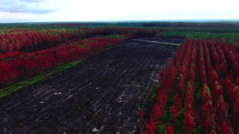 Backward tracking of red and green trees with large deforested area, Gironde Stock Footage 332065535