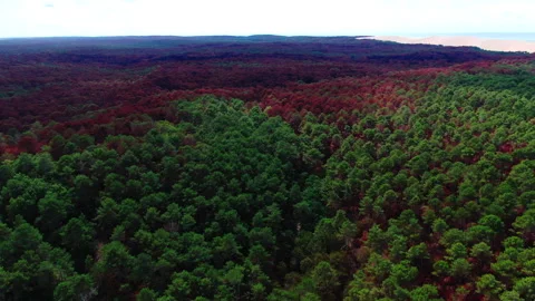 Backward tracking with red trees background and green foreground, Gironde Stock Footage 332065756