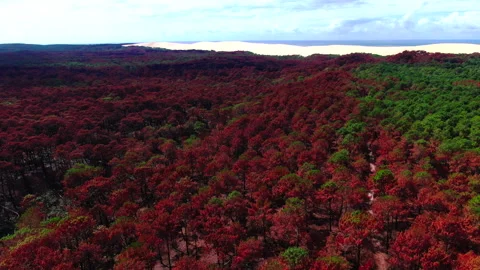 Backward tracking of red trees with green trees on right, Gironde Видео 332065629