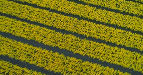 Backwards aerial over rows of yellow and purple tulips in colourful Dutch tulip Stock Footage 108047820