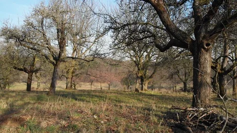 Backwards drone flight close between trees over grass Stock Footage 103126163