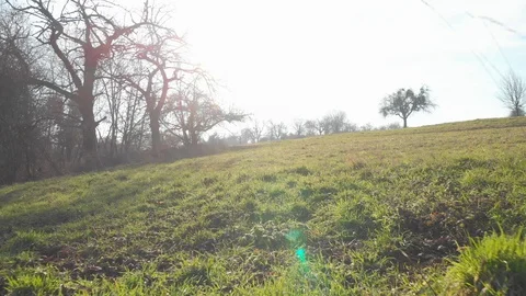 Backwards drone flight close between trees over grass Stock Footage 103176332