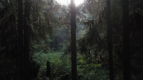 Backwards Drone Pan Through Dense Forest Stock Footage 99014178