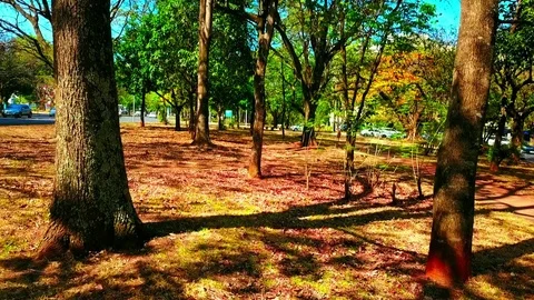 Backwards drone shot slow flying through trees in a city park in Brasilia Stock Footage 82246830