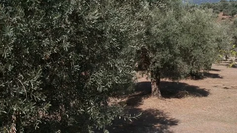 Backwards drone view over the ruins of NYSA ancient city Stock Footage 118092553