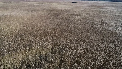 Backwards flight over a salt marsh Vídeo Stock 100144724