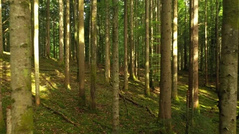 Backwards flight through conifer trees Stock Footage 132580776