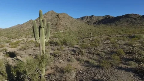 Backwards flyby of cacti and desert shrubs Stock Footage 89193876