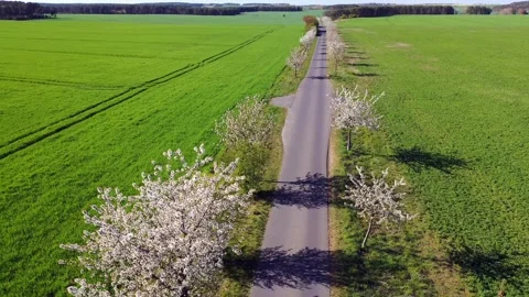 Backwards flying above a small road under a blossom Cherry tree avenue in spring 库存影片 334816905