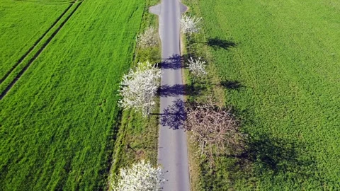 Backwards flying above a small road under a blossom Cherry tree avenue  Vídeos de archivo 334816919