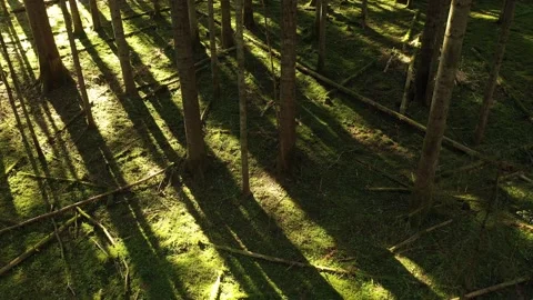 Backwards flying between trees in sunny woods Stock Footage 334804437