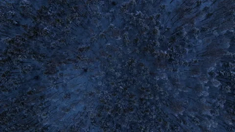 Backwards flying drone shot of the winter forest Stock Footage 327987764