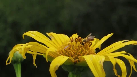 Backwards garden insects flower Stock Footage 93440142