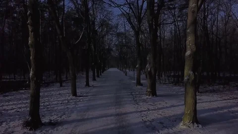 Backwards Gliding Tracking shot between trees in the snow along an icy road Stock Footage 75061253