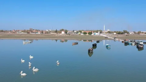Backwards move over the migratory pelicans on a lake with fishing boats Stock Footage 119600822