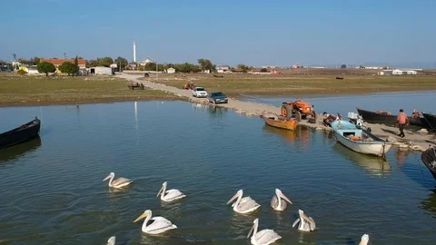 Backwards move over pelicans on a lake with fishing boats Stock Footage 119662436