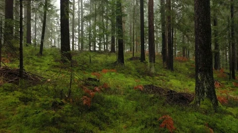 Backwards movement in evergreen woods Vídeo Stock 226595528