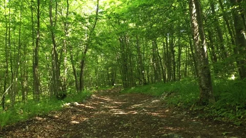 Backwards movement on sunny spring forest path Stock Footage 337190385