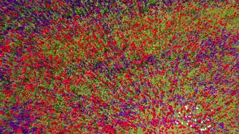 Backwards movement through field of wild red poppies Stock Footage 194669991