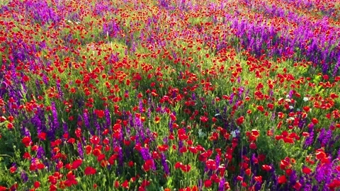 Backwards movement through field of wild red poppies Stock Footage 194671119
