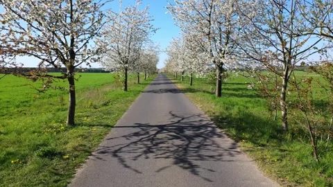 Backwards moving along a small road under a blossom Cherry tree avenue Vídeos de archivo 334816858