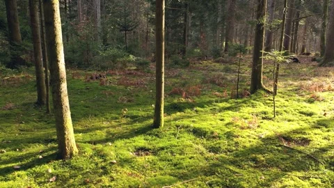 Backwards slow movement in sunny mossy forest 库存影片 341155453
