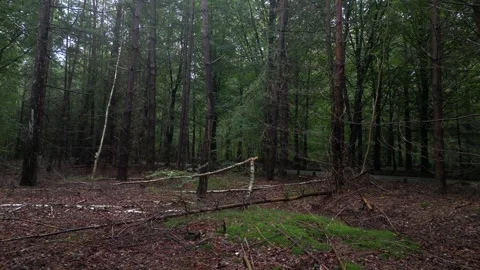 Backwards through the dark enchanted forest with spooky shaddows Stock Footage 260602730