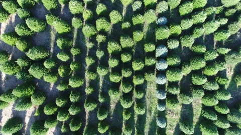 Backwards Top Down Aerial Over Pine Tree Spruce Christmas Farm Nursery Stock Footage 164776175