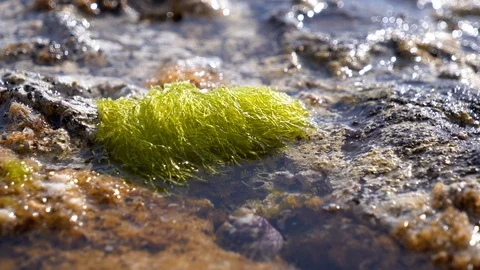 Backwash on isolated green seaweed patch, transparent water. Macro static Stock Footage 107008311