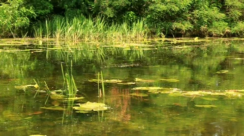 Backwater Video stock 711667