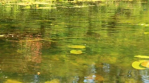 Backwater Stock Footage 711668