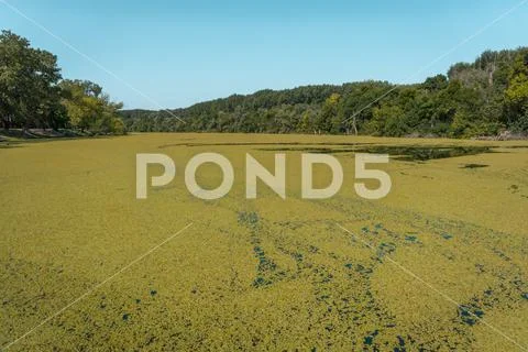 Backwater of Maros river covered in green Stock Photos