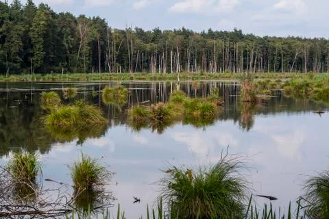 Backwater in the middle of forest Stock Photos