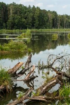 Backwater in the middle of forest Stock Photos