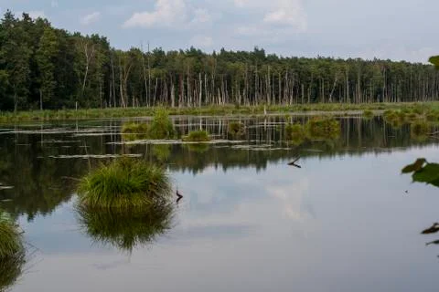 Backwater in the middle of forest Stock Photos