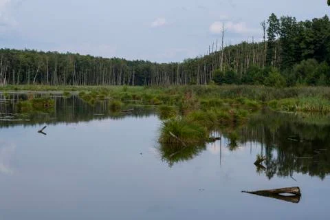Backwater in the middle of forest 스톡 사진