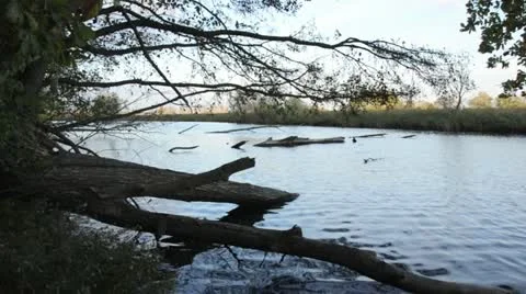 Backwater of Oder River with overturned tree, Unteres Odertal National Park, Stock Footage 12911748