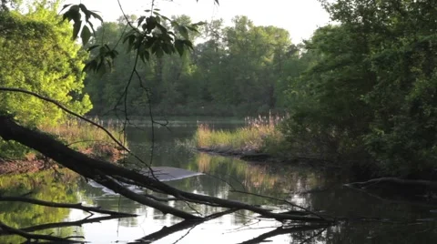 Backwater under singing of birds Stock Footage 51173624
